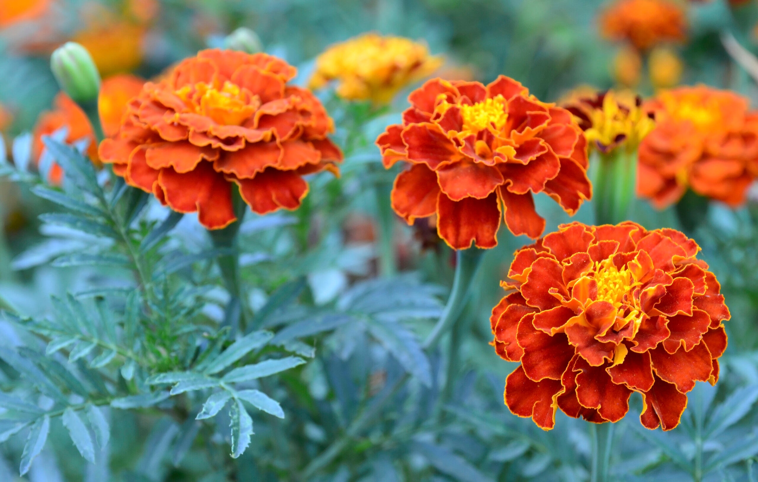 Close-up of orange marigold flowers with green leaves in the background