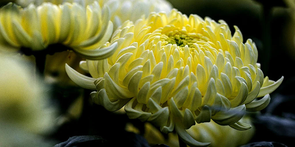 Close-up of a yellow Chrysanthemum flower with a blurred background