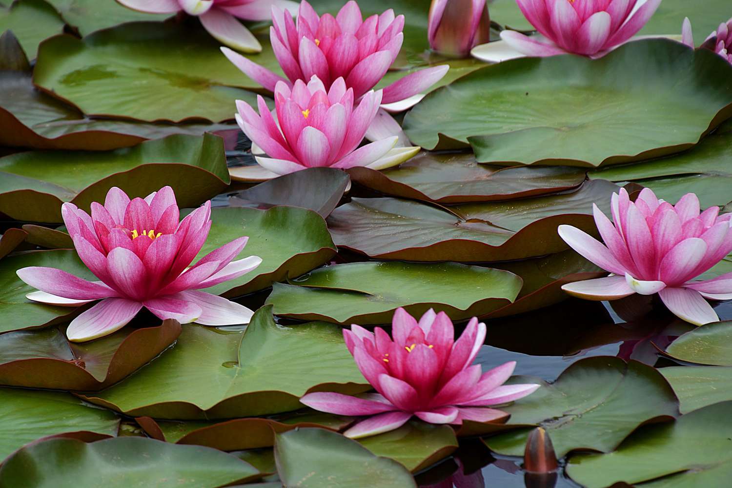 Pink water lilies on green lily pads