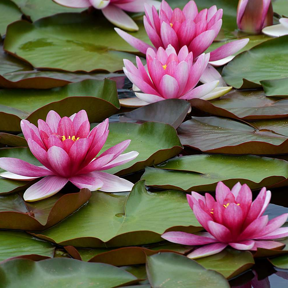 July Birth Flower: Water Lily Meaning, Symbolism and Gift Ideas - Lynne Lee Jewellery