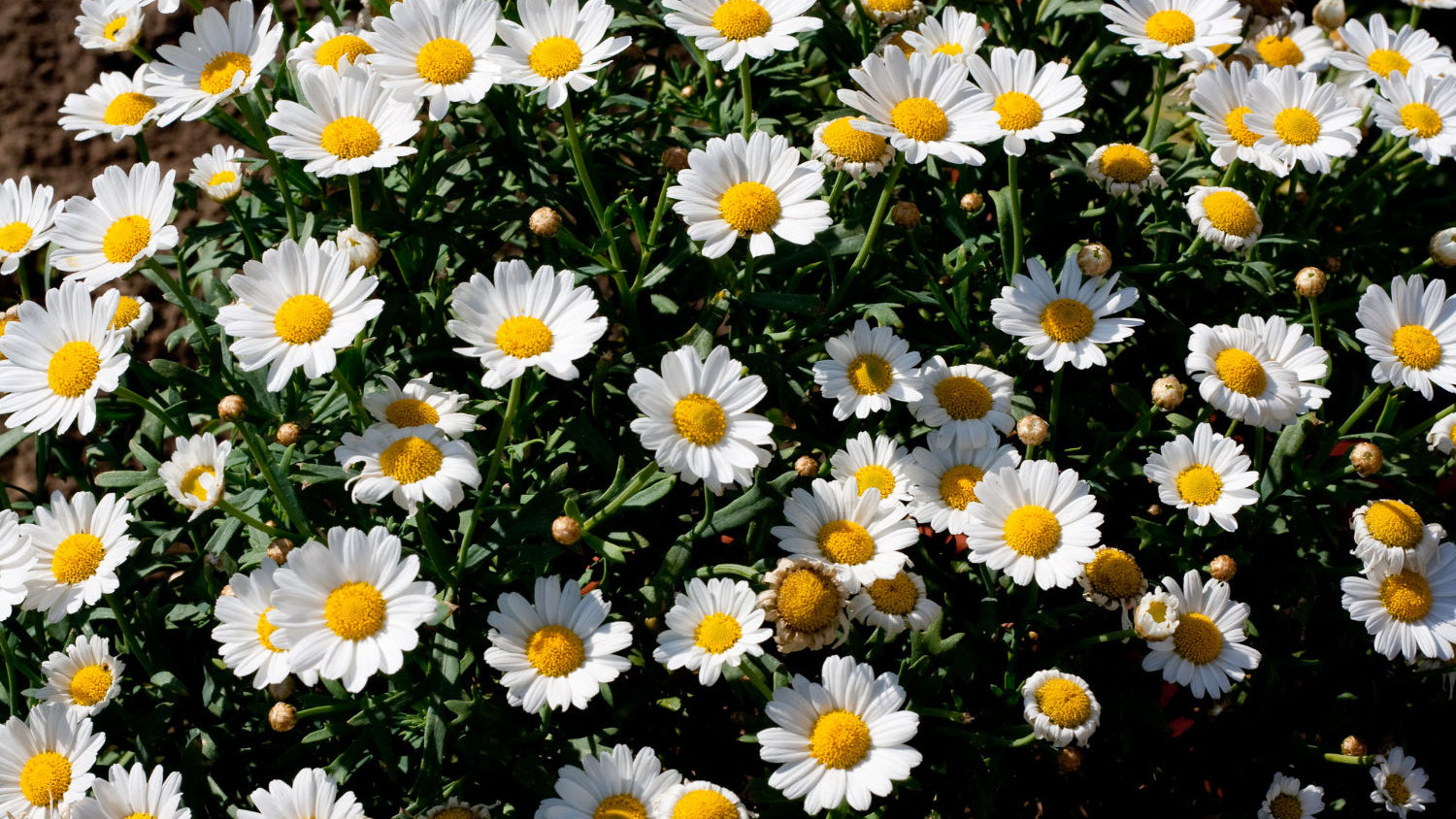 overhead shot of a daisy field
