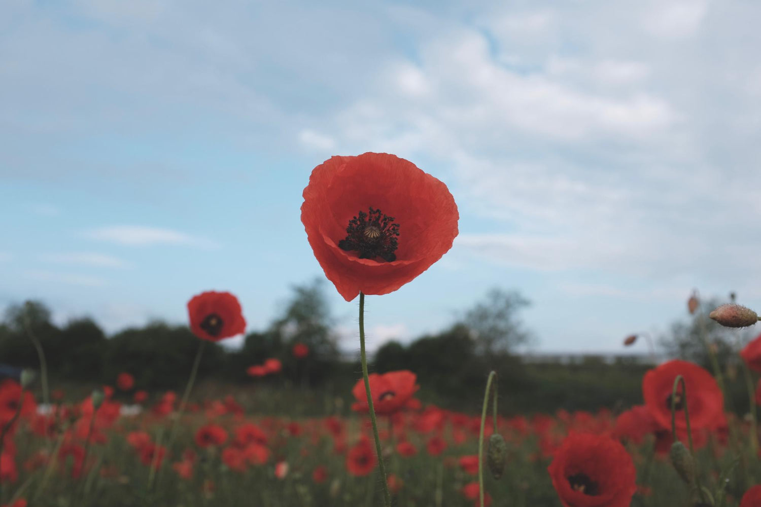 Red poppies in a field with a blue sky and clouds