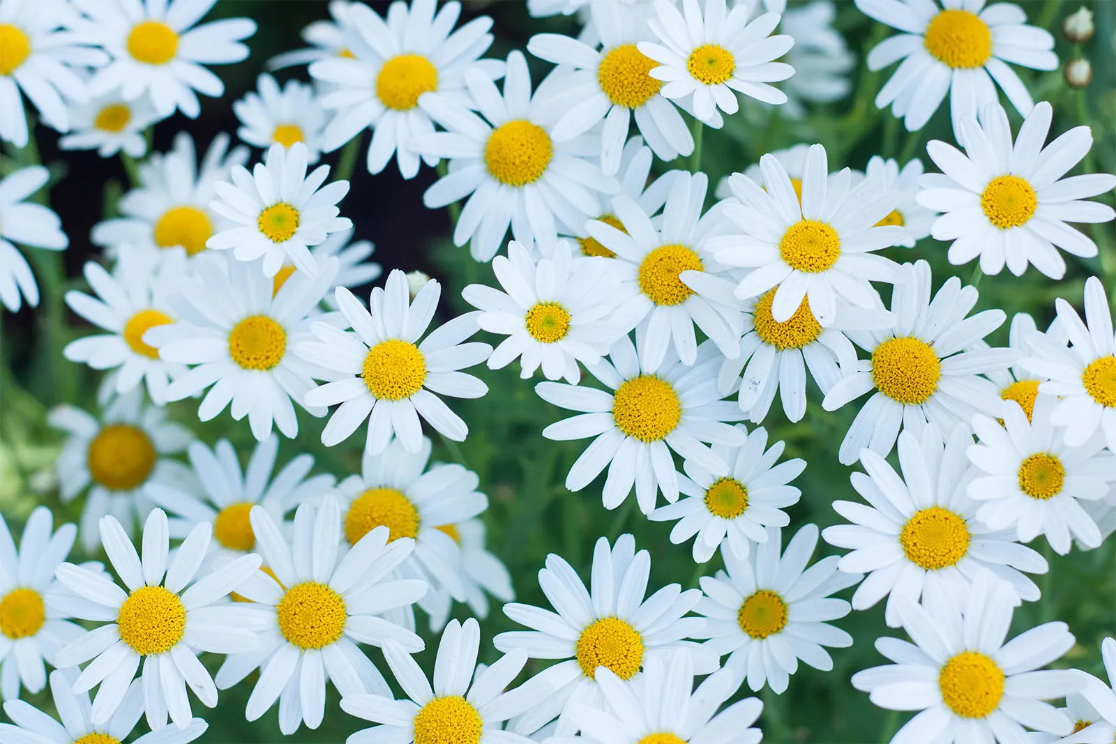 Close-up of daisy flowers with yellow centers on a blurred green background