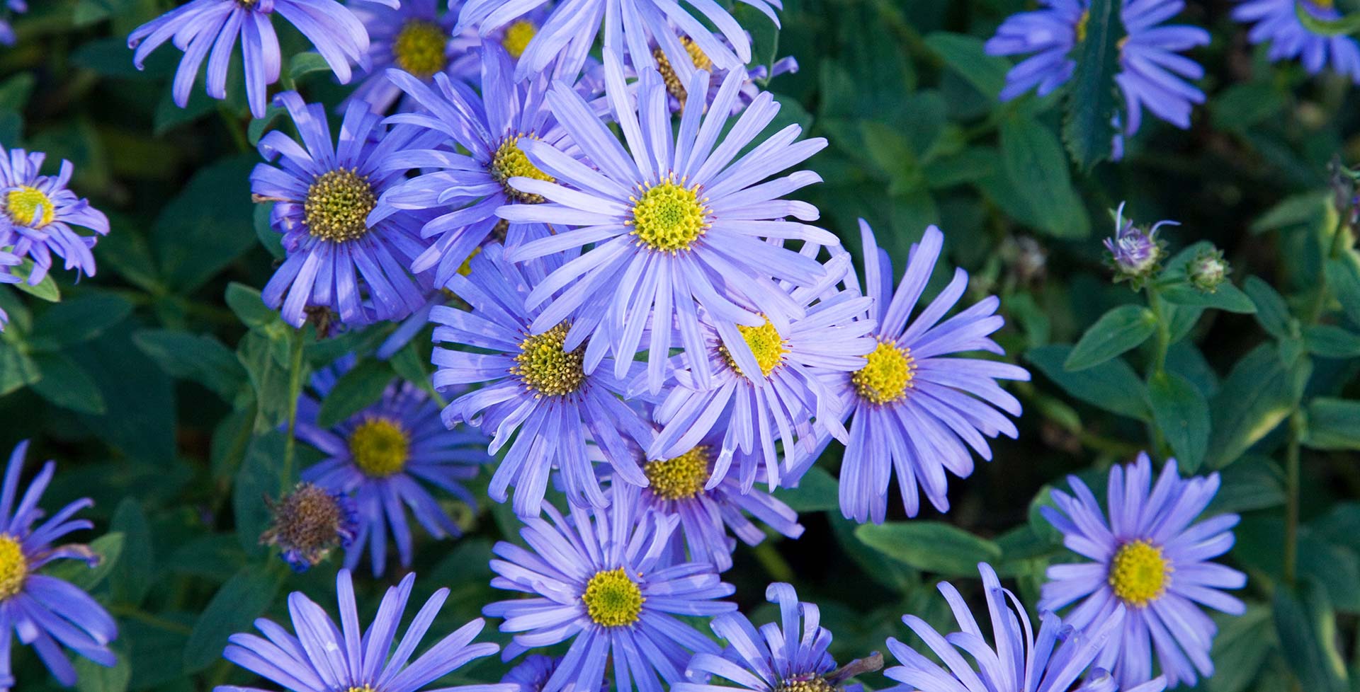 Close-up of purple Aster flowers with yellow centers on a green leafy background