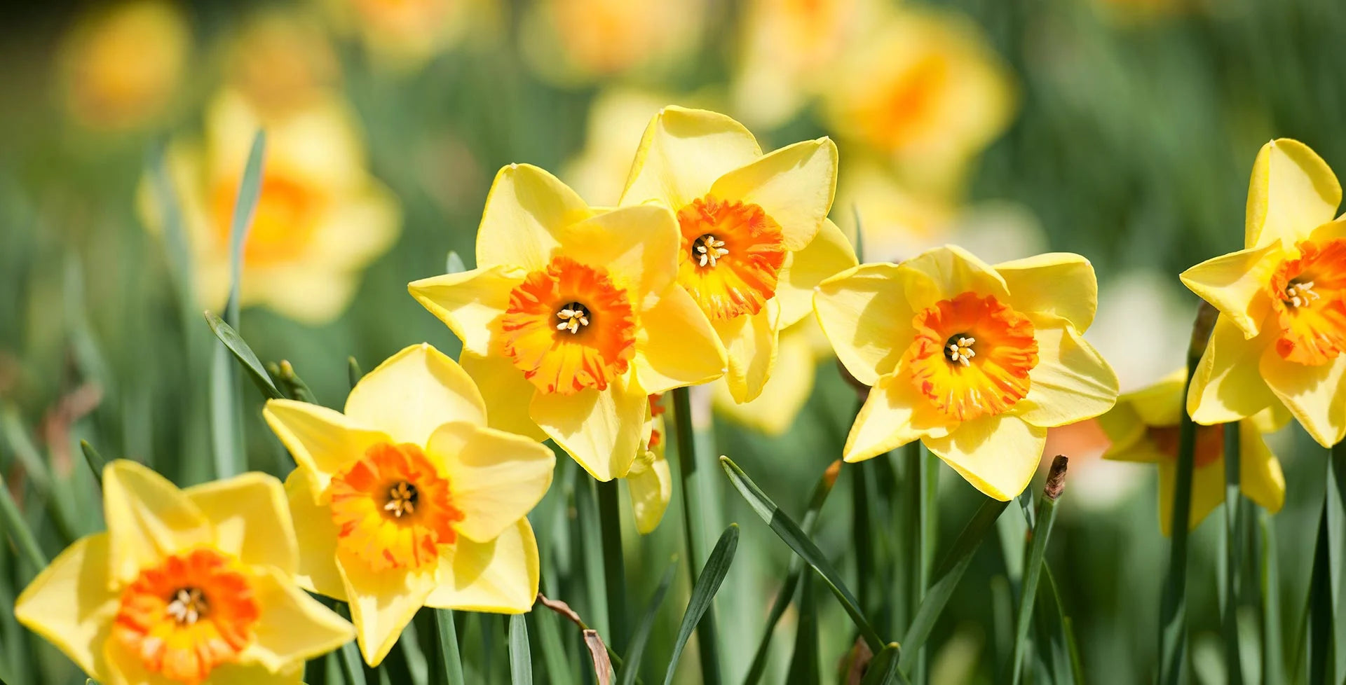 Yellow daffodils with orange centers in a field