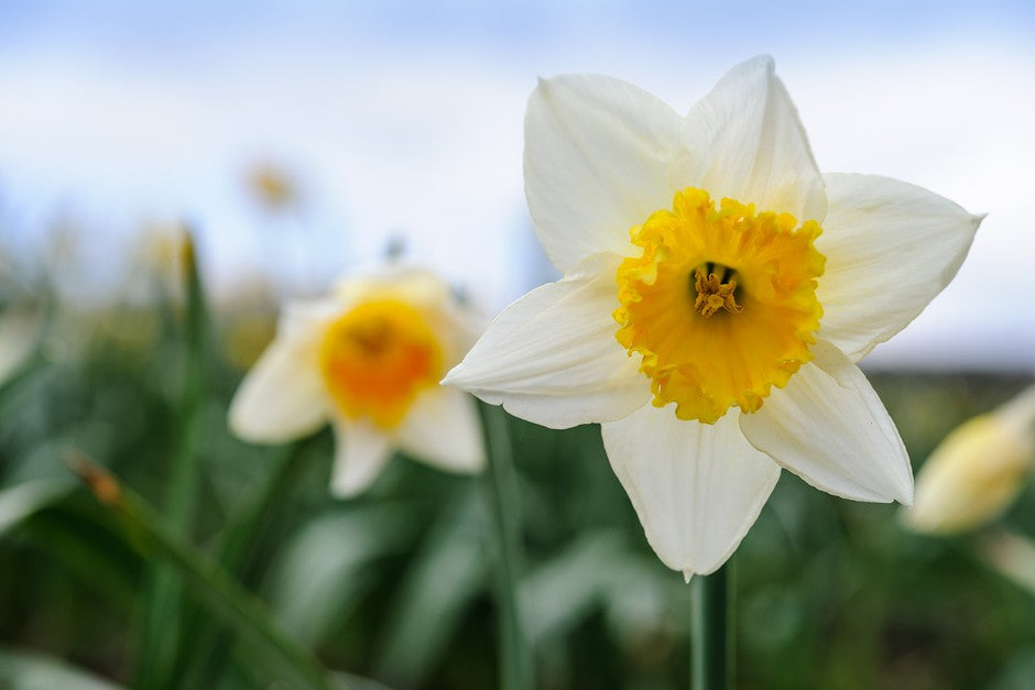 Close-up of a white narcissus with a yellow center against a blurred natural background