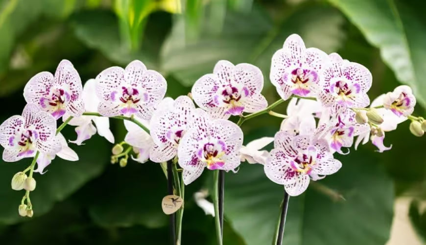Close-up of white orchids with purple centers on a green leafy background