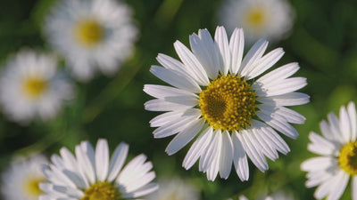macro video of a daisy swaying in the wind.