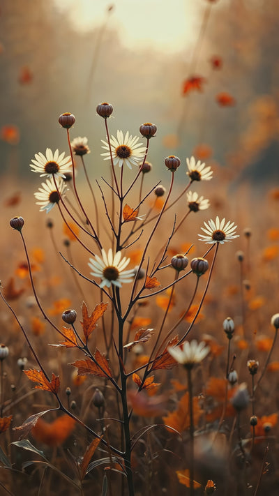 autumn daisies swaying in the wind.