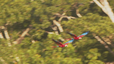 video of various birds flying.