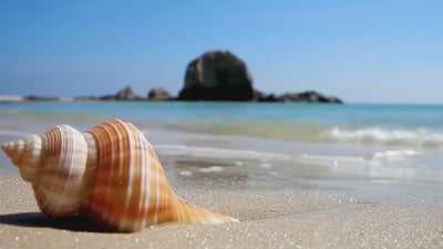 macro video of a seashell on the beach, the tide gently comes up and brushes up against it.