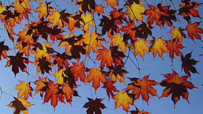 video of golden autumn leaves moving in the wind with a mellow blue sky behind.