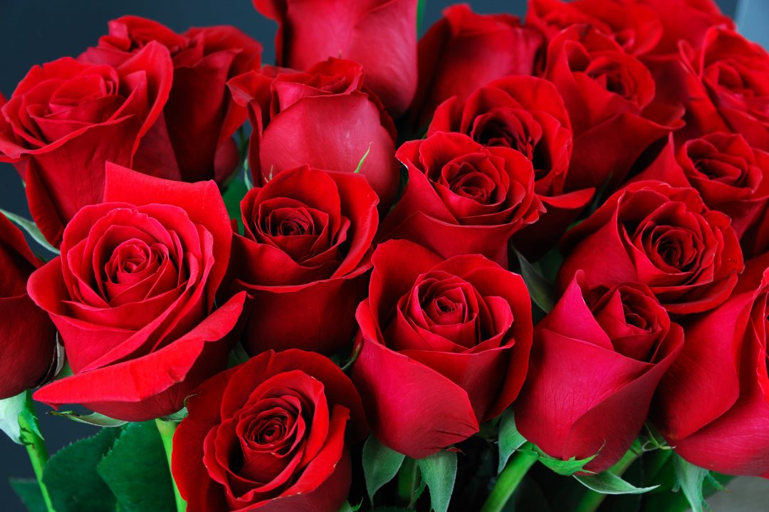 Bouquet of red roses with green stems on a dark background