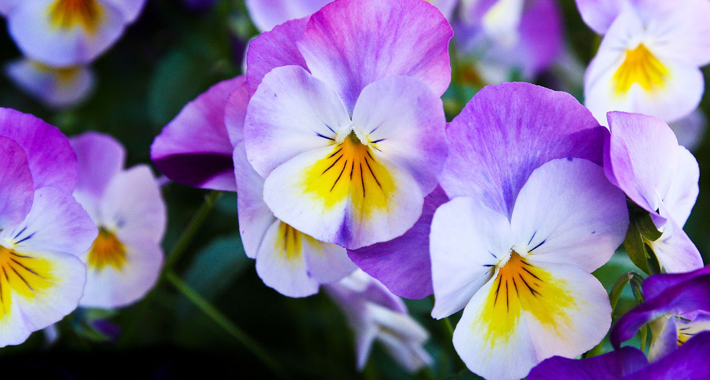 Close-up of purple and white violet flowers with yellow centers.